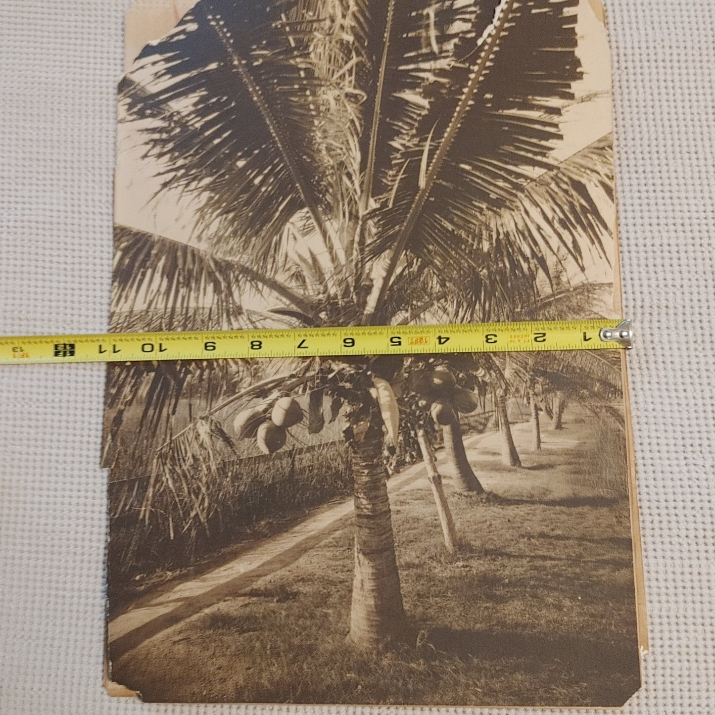 Pair Large Format Vintage Antique Photos Photograph Sepia Tropical Palm Trees