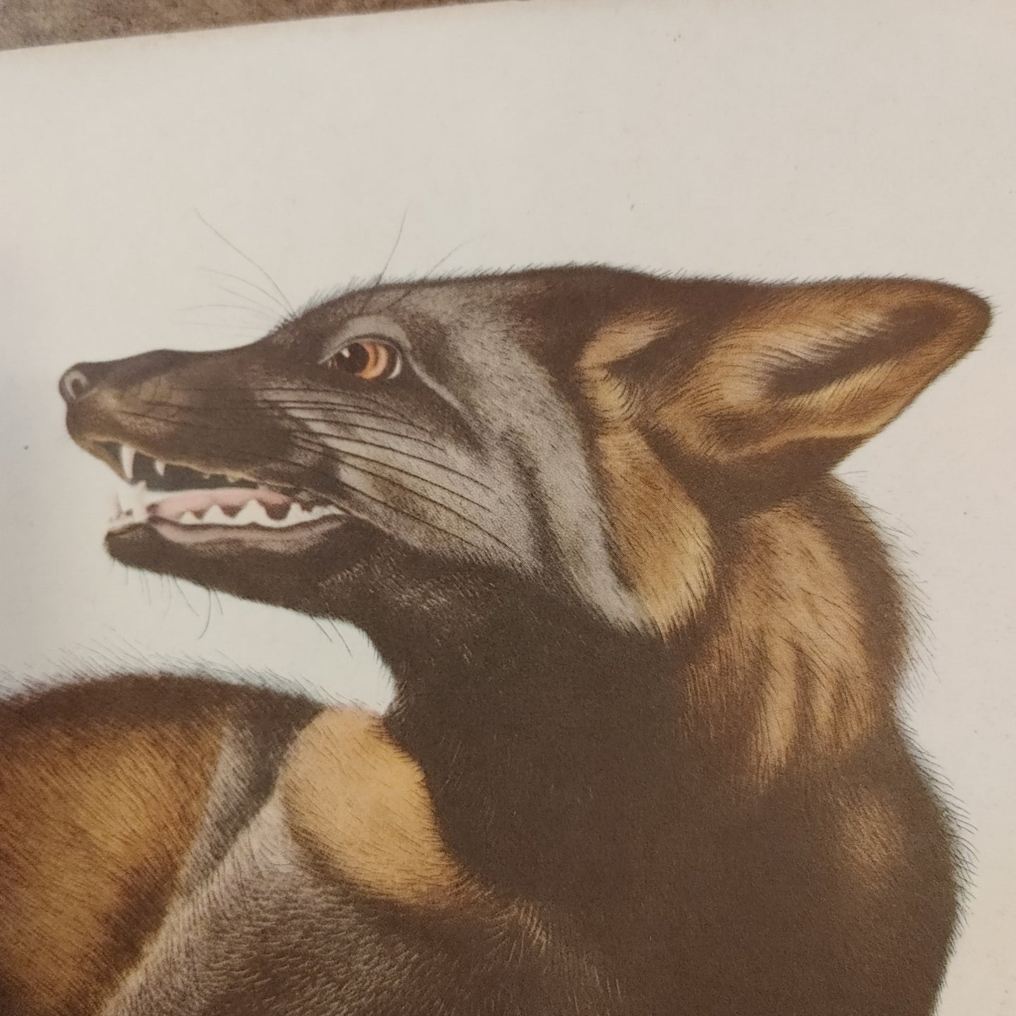 Cross Fox! Canis Vulvis Audubon Print Color Zoology Lithograph 11x14 Free Ship!