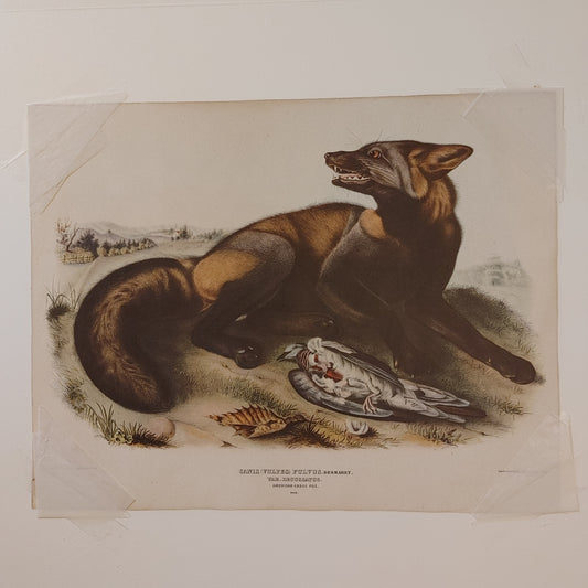 Cross Fox! Canis Vulvis Audubon Print Color Zoology Lithograph 11x14 Free Ship!