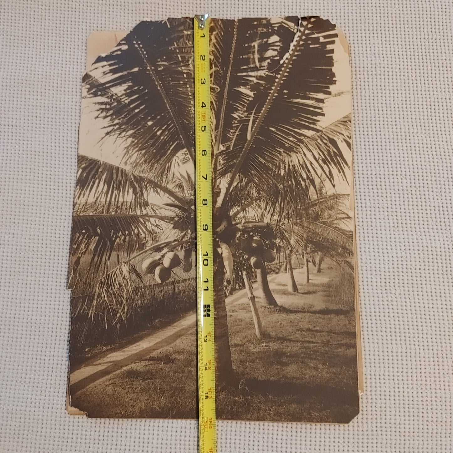 Pair Large Format Vintage Antique Photos Photograph Sepia Tropical Palm Trees