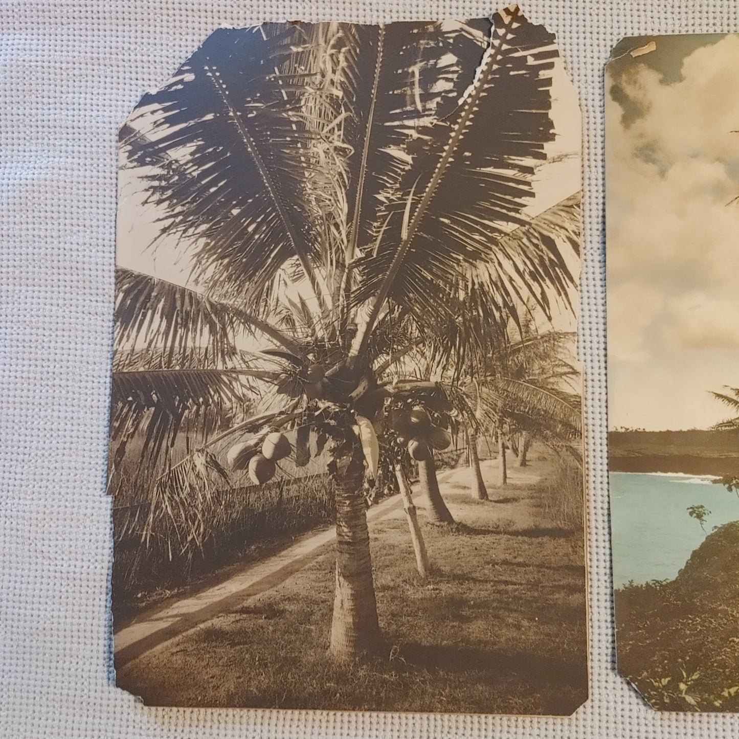 Pair Large Format Vintage Antique Photos Photograph Sepia Tropical Palm Trees