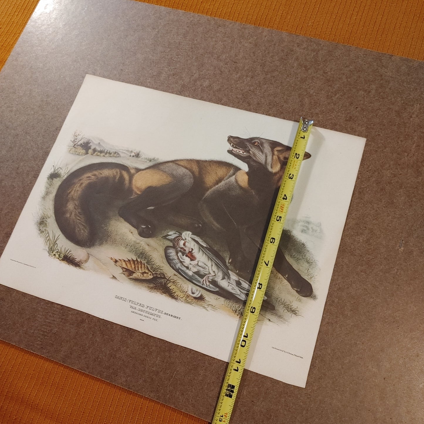 Cross Fox! Canis Vulvis Audubon Print Color Zoology Lithograph 11x14 Free Ship!