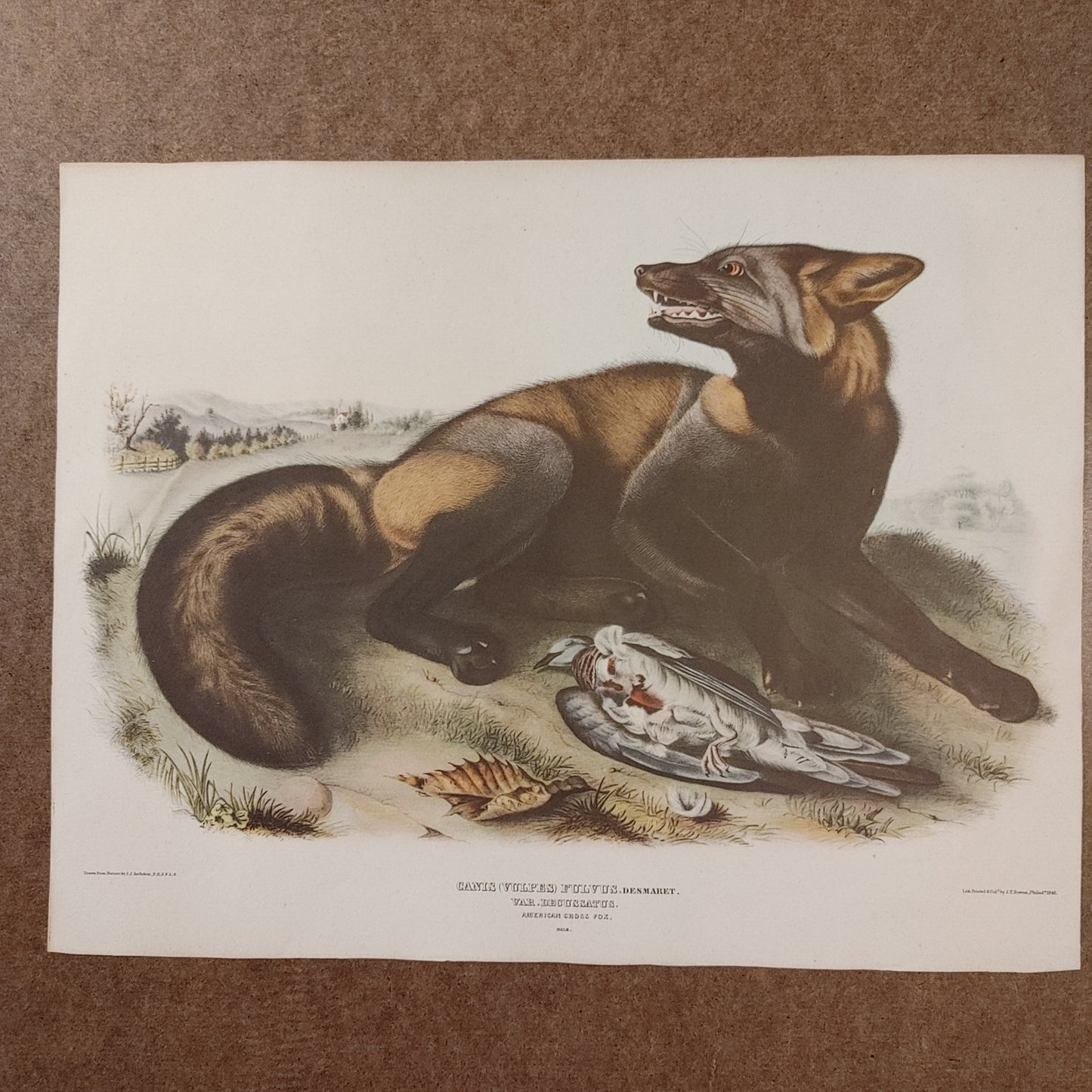 Cross Fox! Canis Vulvis Audubon Print Color Zoology Lithograph 11x14 Free Ship!