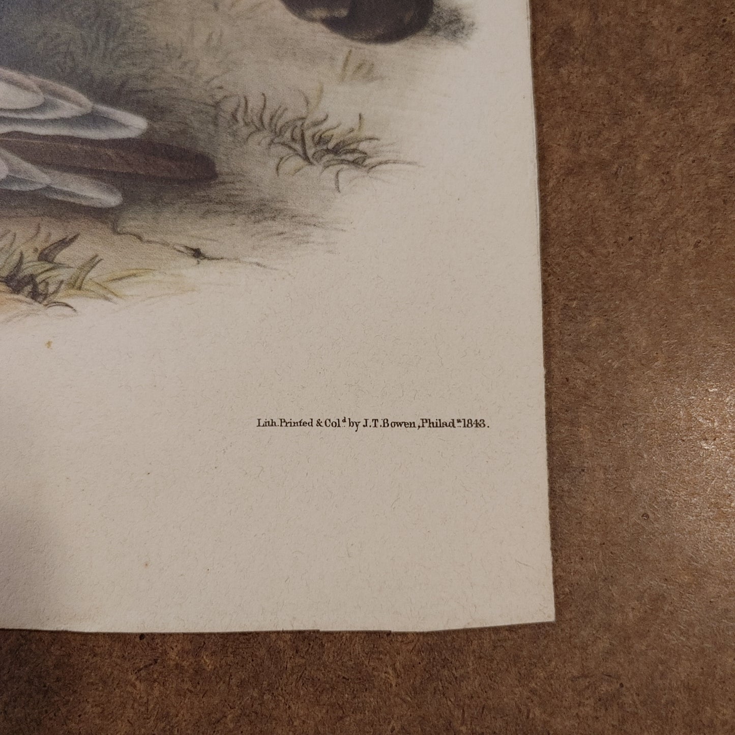 Cross Fox! Canis Vulvis Audubon Print Color Zoology Lithograph 11x14 Free Ship!