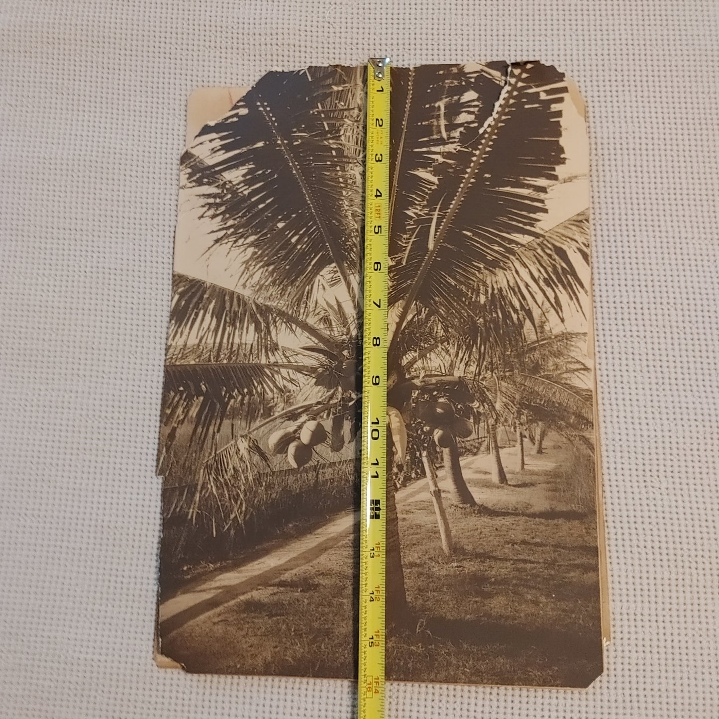 Pair Large Format Vintage Antique Photos Photograph Sepia Tropical Palm Trees