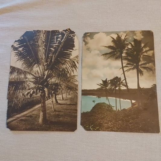 Pair Large Format Vintage Antique Photos Photograph Sepia Tropical Palm Trees