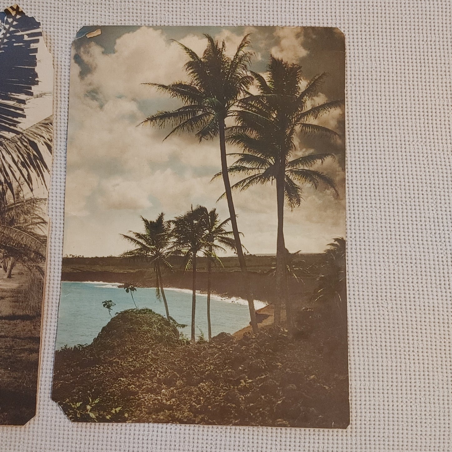 Pair Large Format Vintage Antique Photos Photograph Sepia Tropical Palm Trees