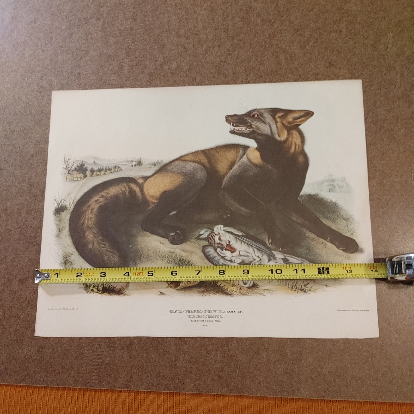 Cross Fox! Canis Vulvis Audubon Print Color Zoology Lithograph 11x14 Free Ship!