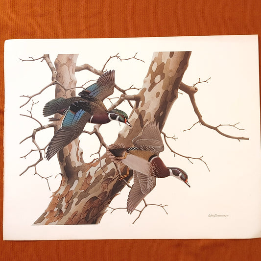 Duck Wood Duck! William Zimmerman Plate 22 Wood Duck Art Print Free Shipping!