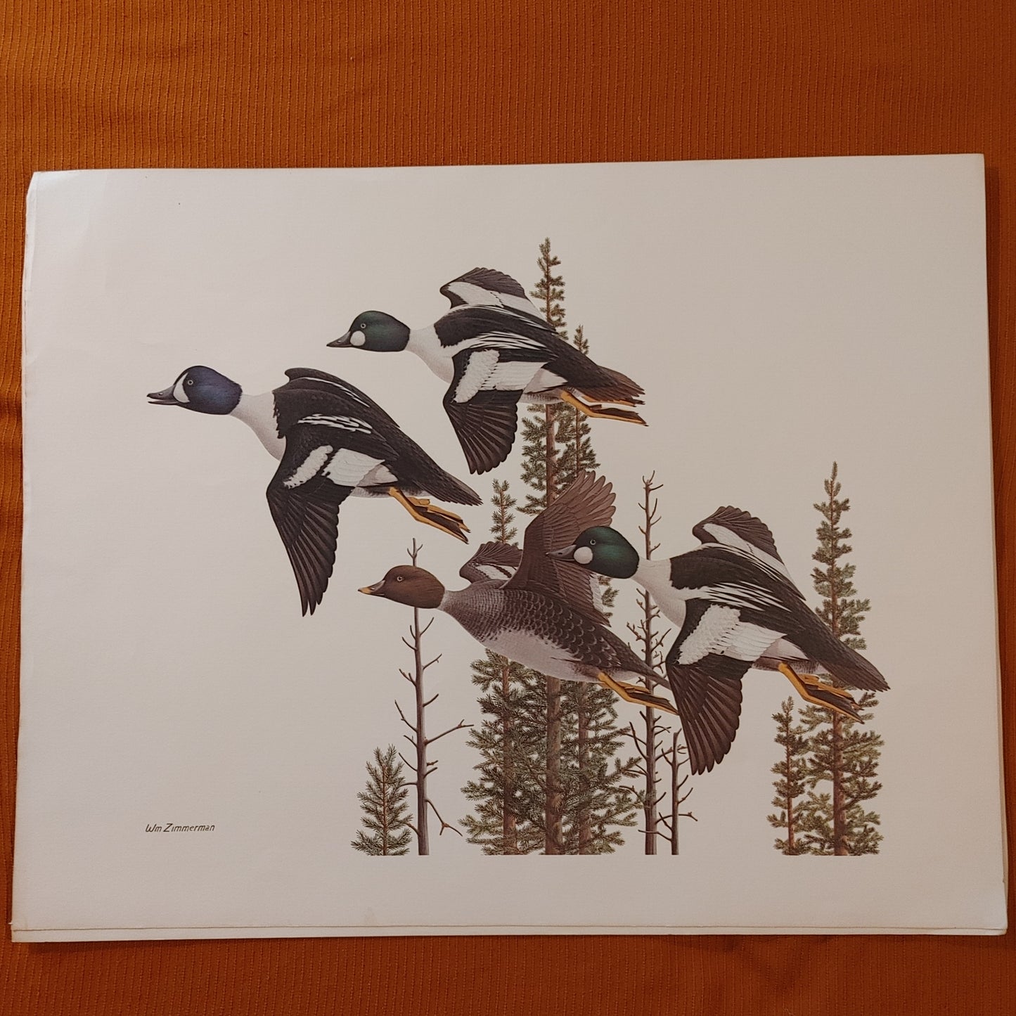 Goldeneye not 007! Lithograph Art Print Zimmerman Duck Waterfowl Free Shipping!